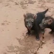 Cachorro-vinagre volta a aparecer nas matas do Mato Grosso do Sul (Reprodução)